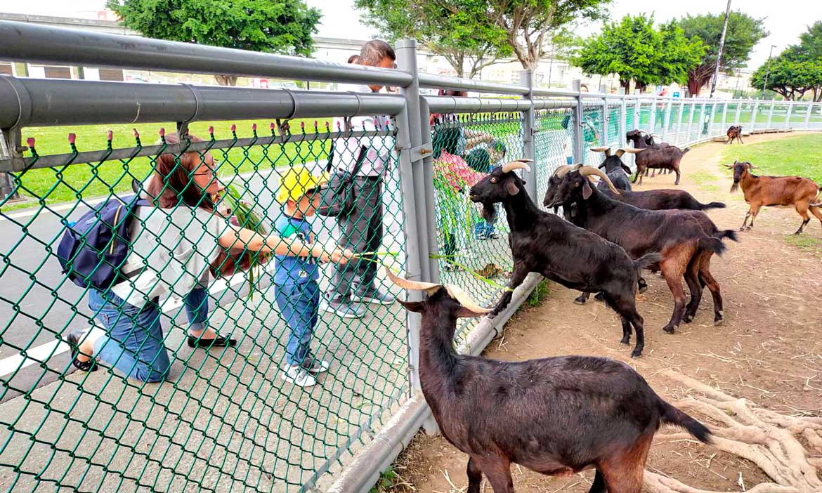 三重荷花公園春遊賞杜鵑，順遊親水公園羊咩咩的家、熊猴森樂園、樂遊天地，放電散心一整天