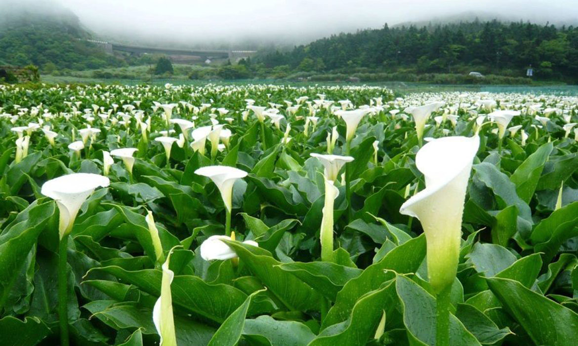 2021竹子湖海芋季 感受白色花海的浪漫，賞花交通懶人包