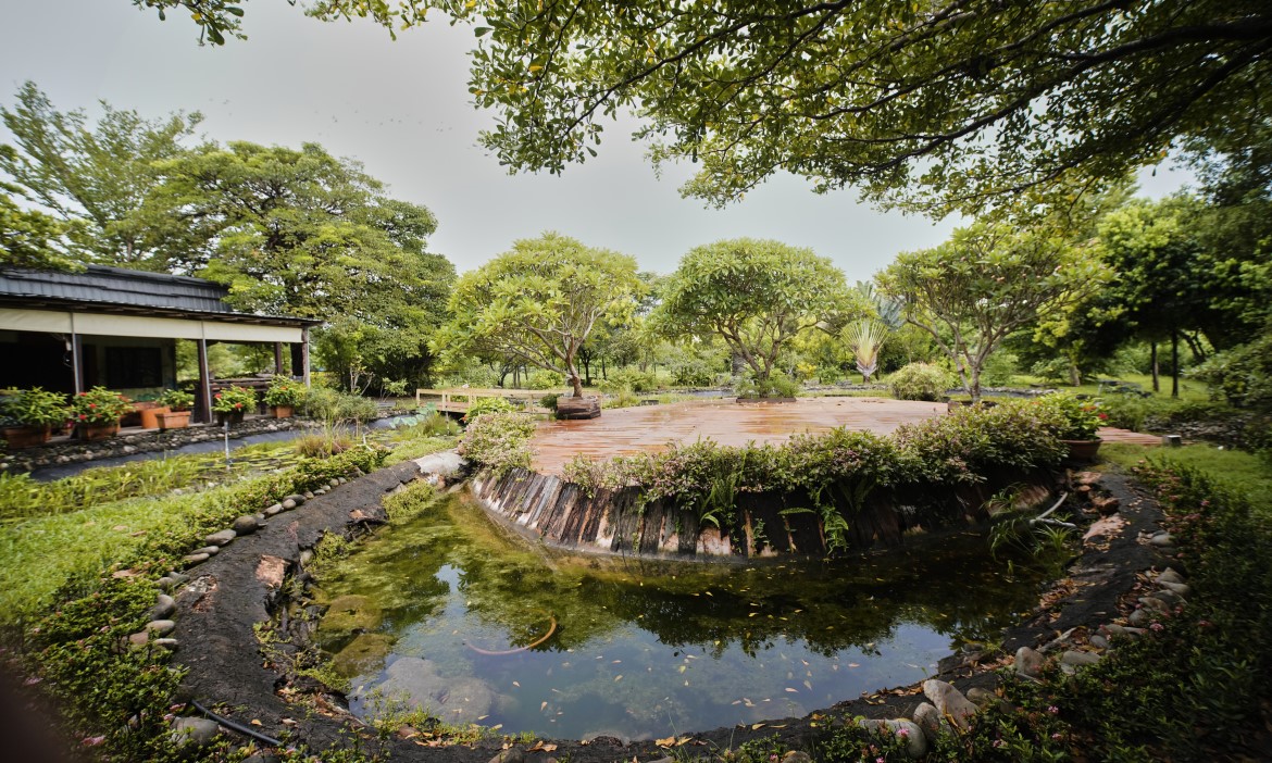 嘉義水上大智慧養生休閒農場，200多坪落羽松步道區、明星牛阿金熱情迎客