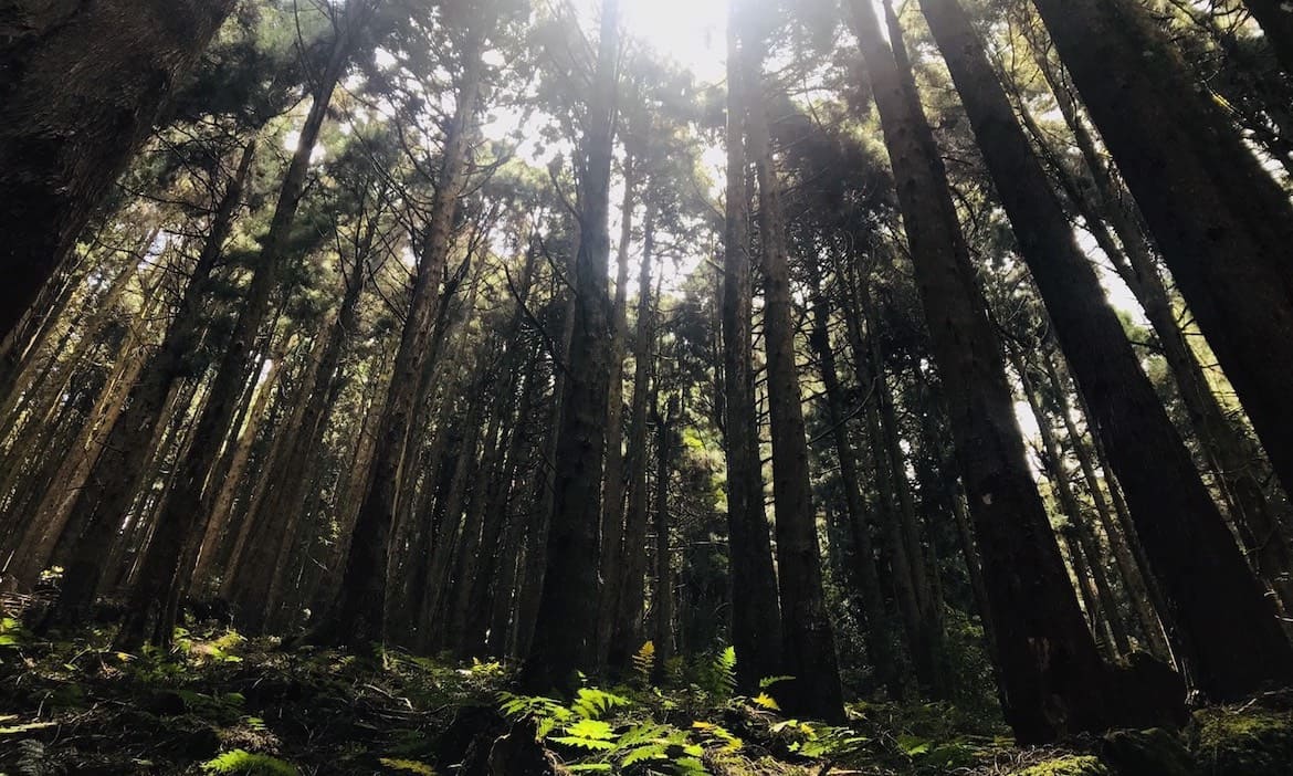 嘉義阿里山深度體驗路線 走進土匪山與特富野部落，尋訪林下山村的生態智慧