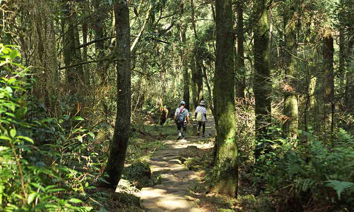 搭捷運紅線爬山去！精選台北8條近郊步道，一起在城市森呼吸
