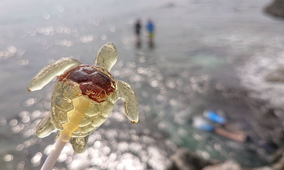 那是一座冬天的腳步到不了的小島，大海的禮物─海龜，療癒了我