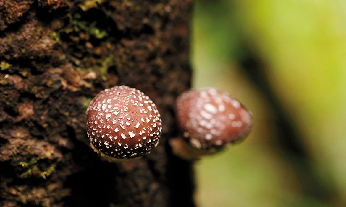 平溪森林裡的椴木香菇園，山羌認證的鮮甜美味！