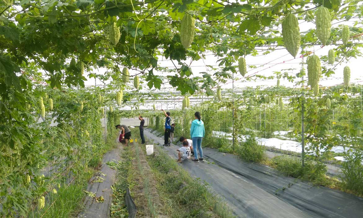 藏在花蓮奇萊山下的山苦瓜推手，從養殖高手轉行當農夫，一手打造魚池、菜園共生農場