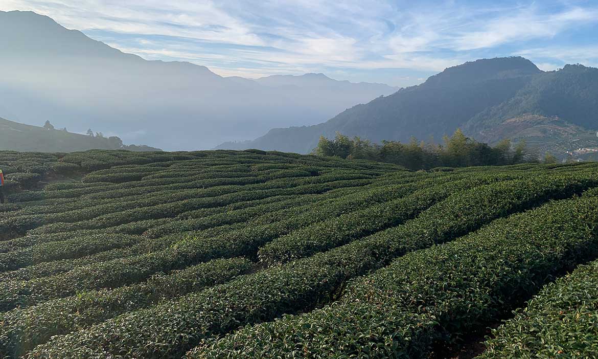 精選台灣8款茶園風景 在家沏茶、喝茶沉澱身心靈，乘著茶山香氣去旅行