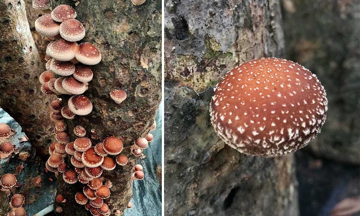台東都蘭山過上簡樸生活，清亮生態農場椴木香菇 吸飽好山好水的迷人滋味