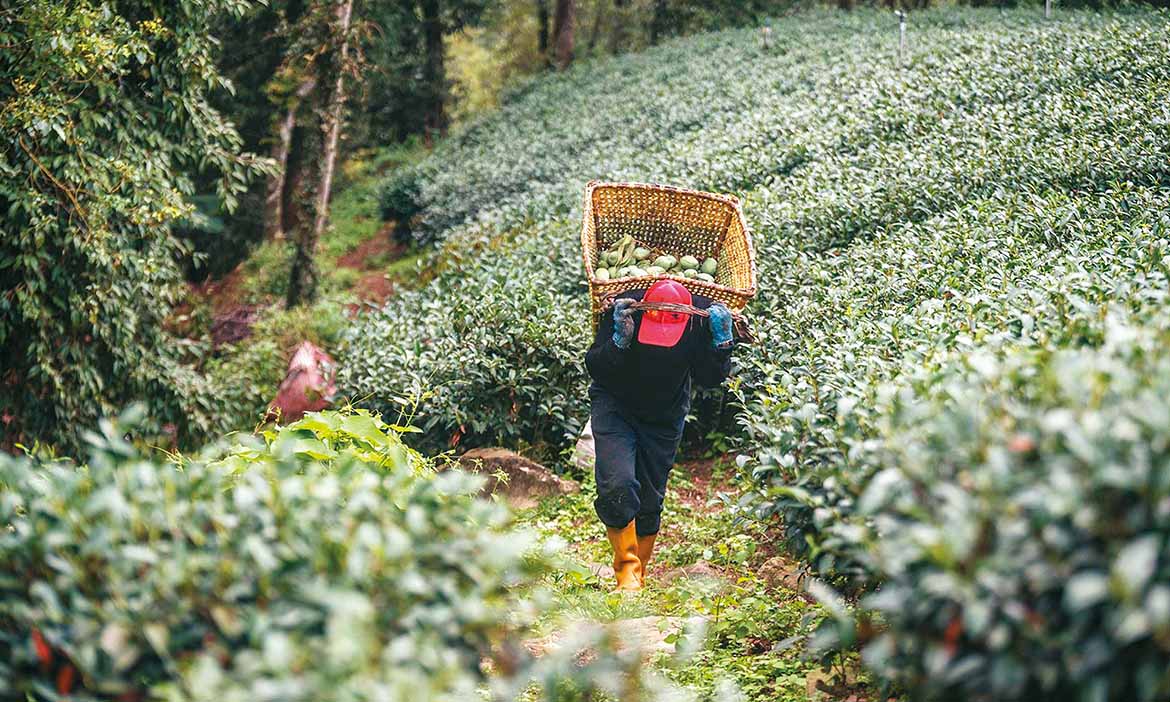 從嘉義朴子番茄農到影像寫手，攝影師黃名毅對焦農村十年，特寫勞動者生命的堅毅