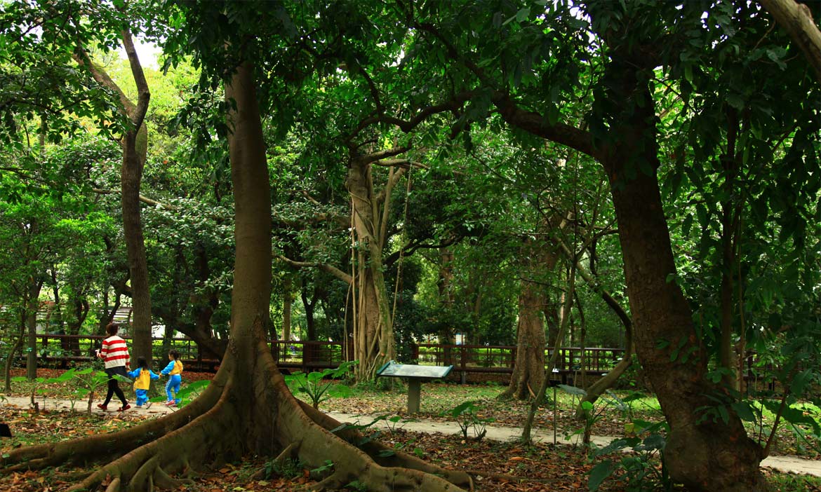收集植物控眼中的迷人風景，作家胖胖樹推薦台灣8座植物園 揭開稀有熱帶雨林植物的面紗