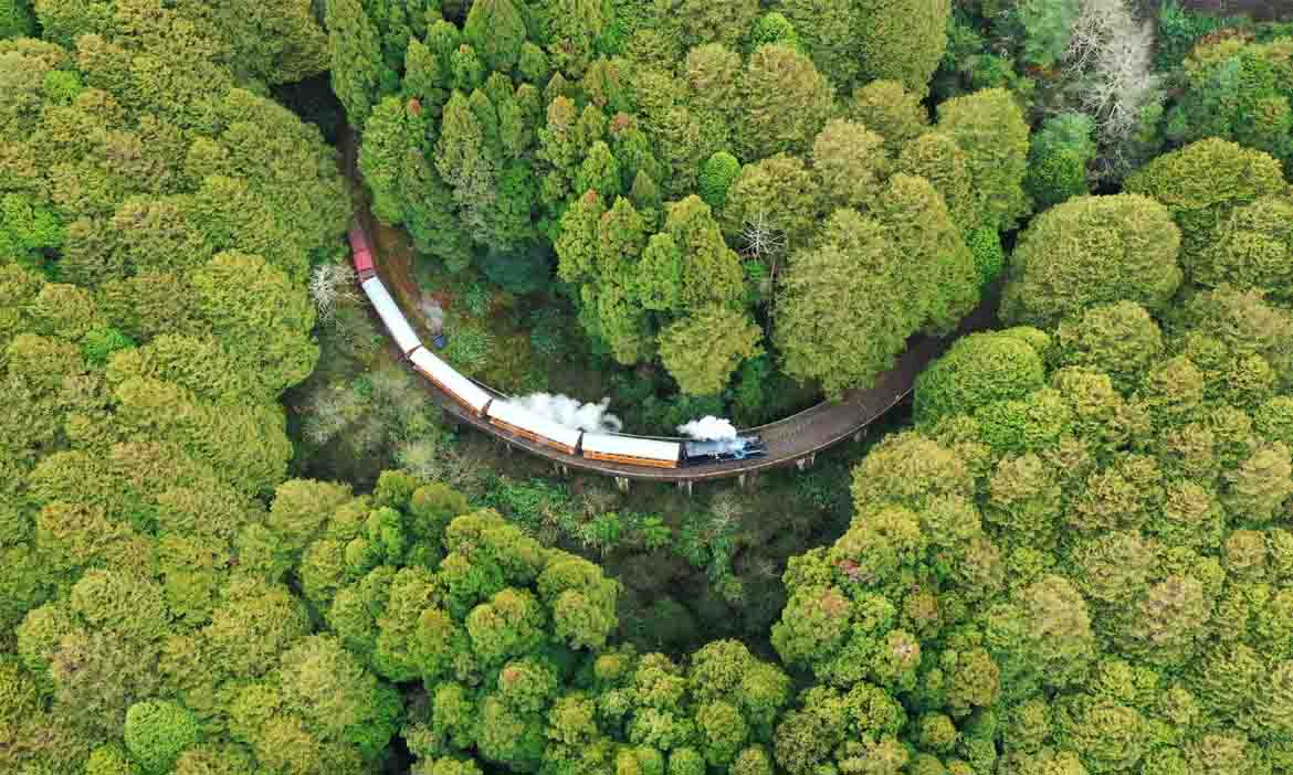 乘著阿里山林鐵來一趟森林療癒！這一次，我們回「嘉」旅行
