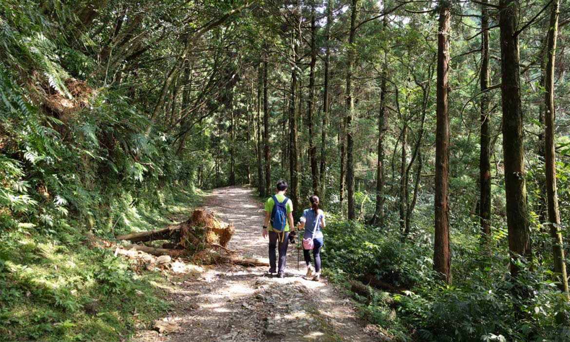 兩條新北親水古道推薦 金包里大路每一片綠都很療癒，坪溪古道踩水看柳杉的美