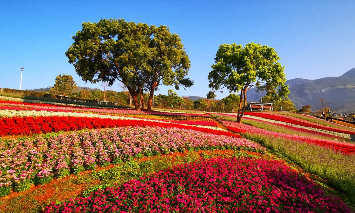2022台北花季百花齊放！五場花季接力盛開到3月，用療癒花海迎新年