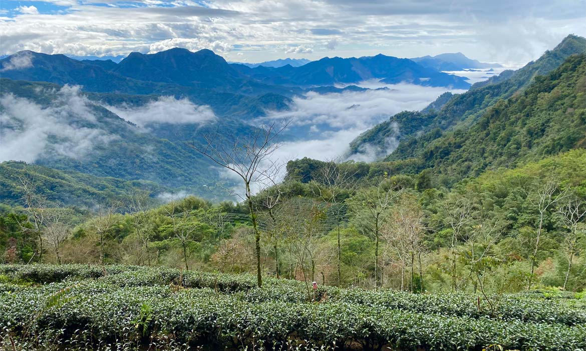 阿里山林鐵小站停留｜樟腦寮走阿拔泉山稜線步道通往天際，水社寮看四大天王山之美