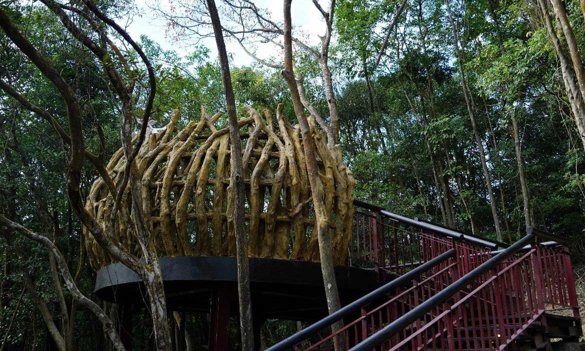 台北碧山露營場森林營區開放！近距離賞樹林光影，白天健行晚上觀星，營區特色一次看