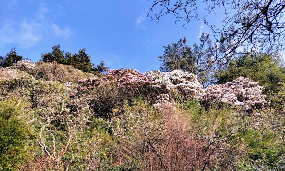 春遊塔塔加賞玉山杜鵑花瀑風采，行車新中橫需注意夜間管制