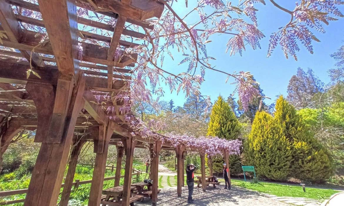 台中賞花景點懶人包｜紫藤花綻放正當時，山城春日限定的迷人風景