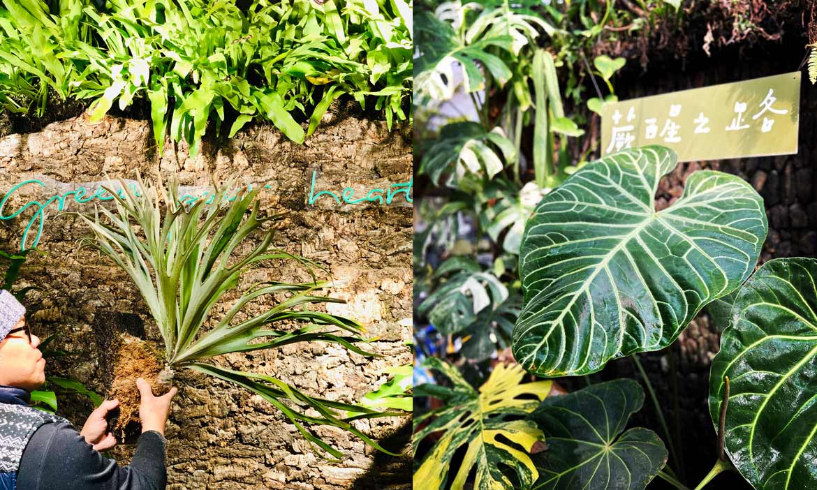大型植物展覽市集「台灣第一植物界」週末登場！齊聚60個品牌、7大亮點一次看