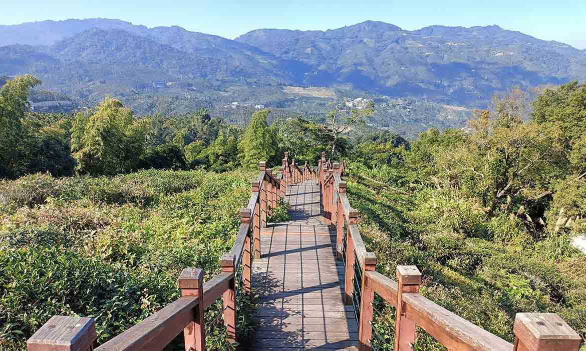 嘉義梅山小萬里長城 漫步太興岩景觀茶園步道，在花香中來趟親子健行旅程