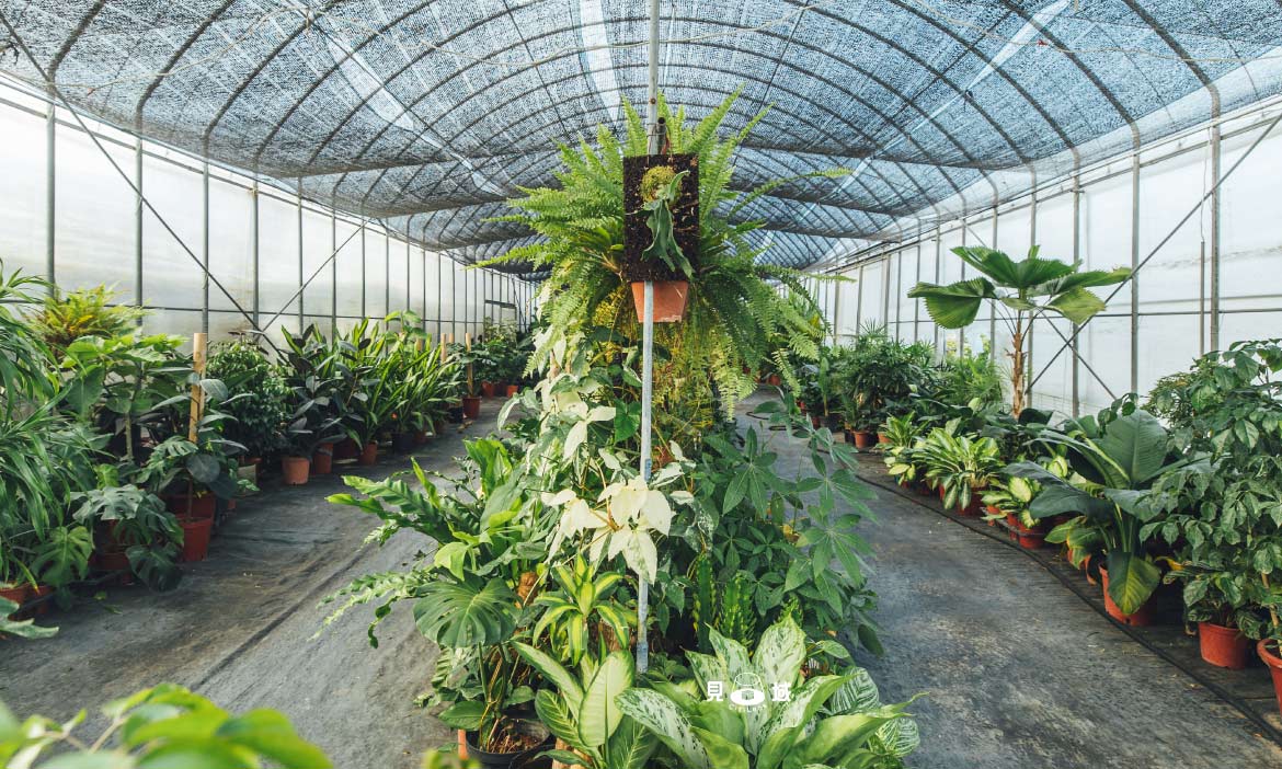 新竹竹北「菩提園藝」將植栽帶進生活，運用室內植物打造居家療癒角落