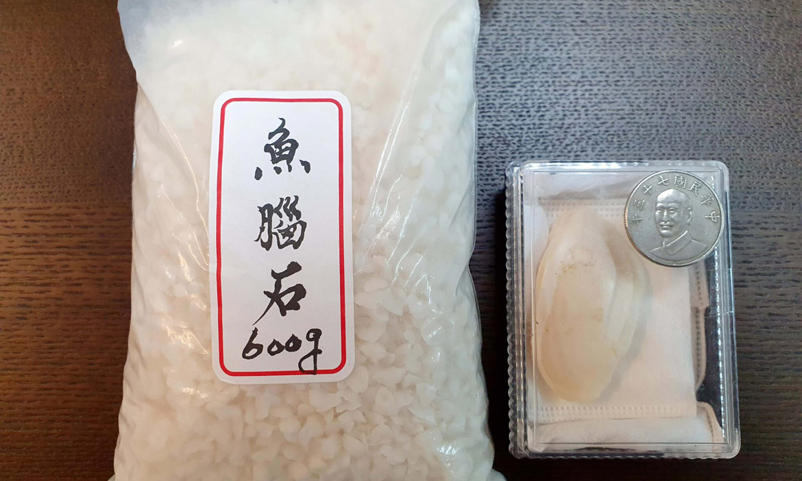 魚愈抓愈小？解開古代魚類耳朵裡石頭的秘密，專家藉「魚耳石」回顧魚類生命史