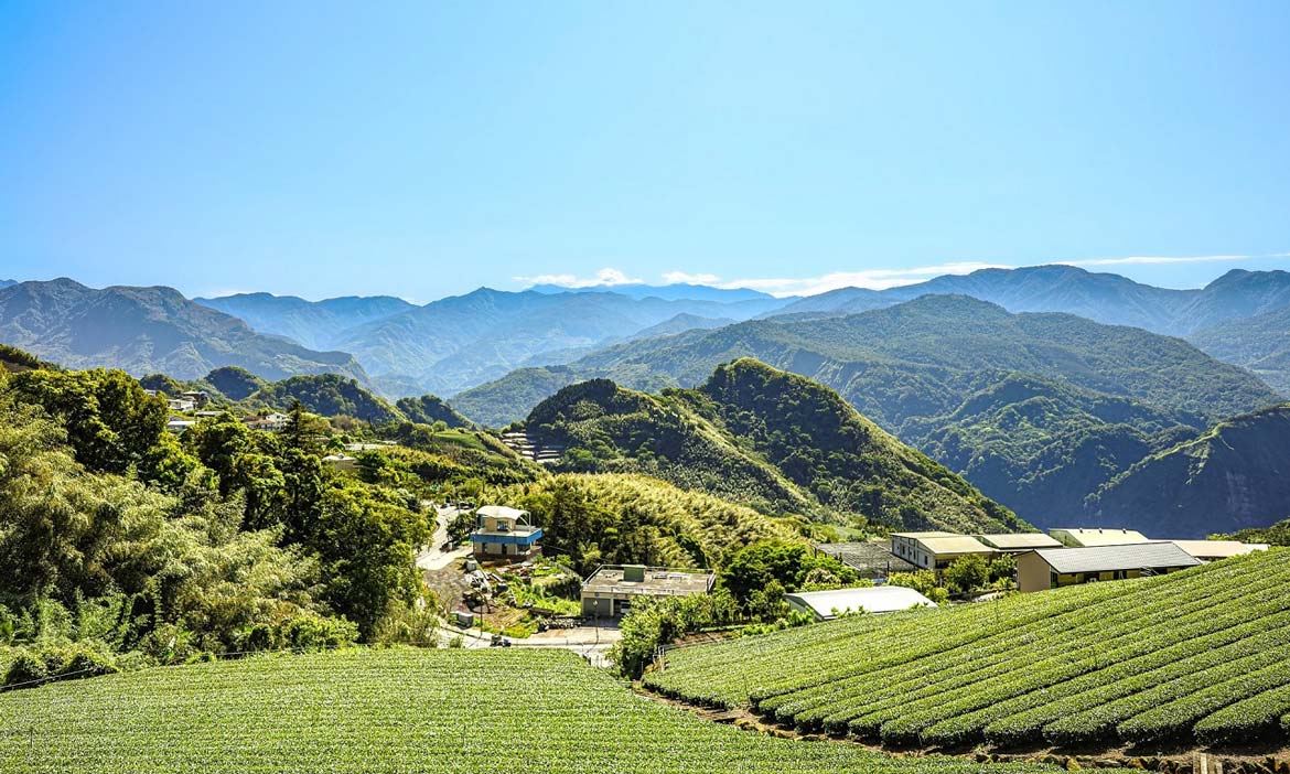 涵碧樓夏日茶韻之旅 以味蕾暢遊阿里山、凍頂山與貓囒山，深度體驗台灣風土滋味