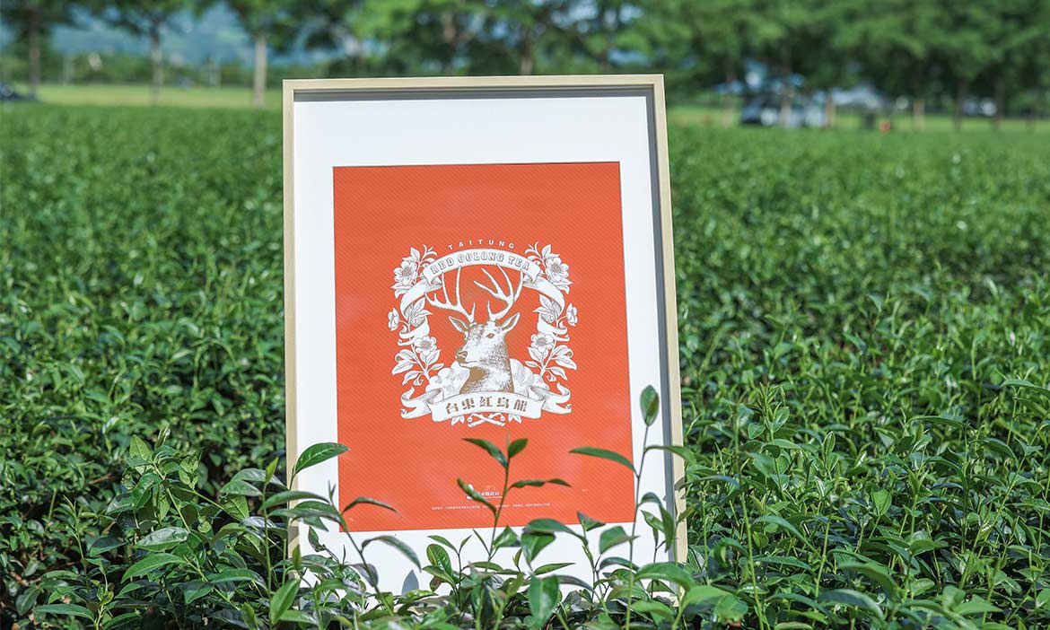 【幸福慢經濟】來喝一杯紅烏龍茶，聽在地故事更認識臺東
