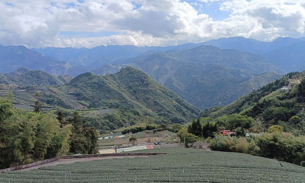 阿里山公路景點｜嘉義番路茶霧之道小而美，看蜿蜒茶園與山谷雲霧形成壯闊美景