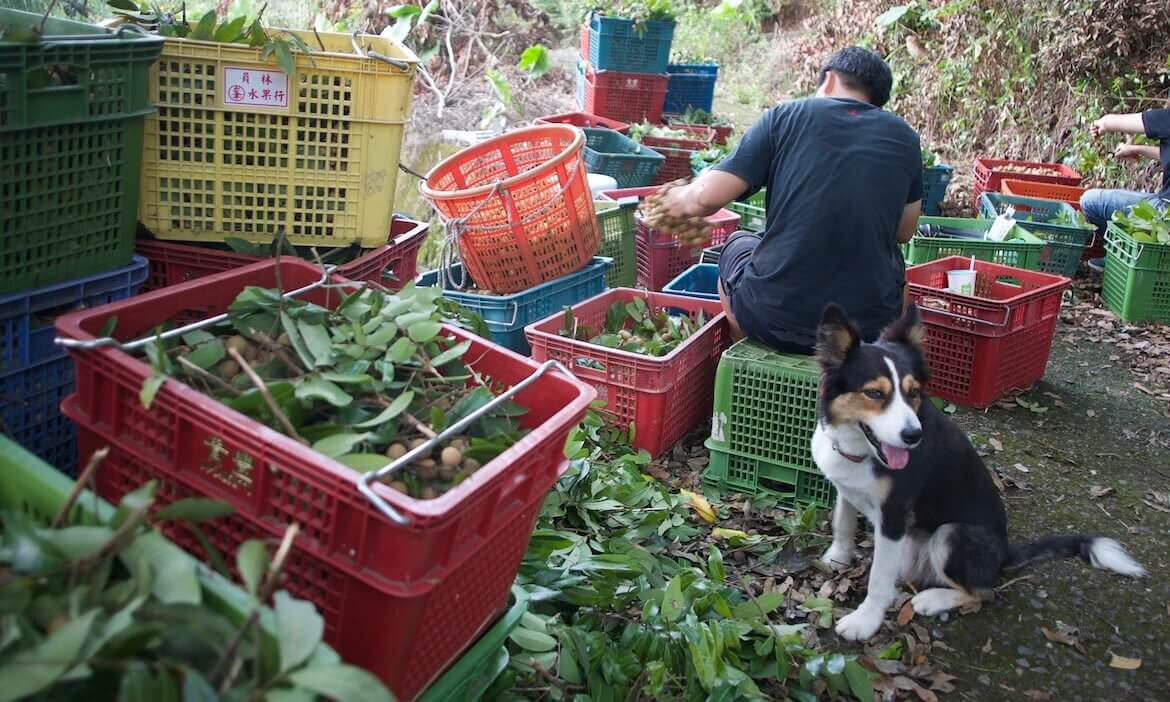 百年龍眼園裡愛把妹的牧羊犬Porsche，讓台南東山仙湖農場主人好苦惱