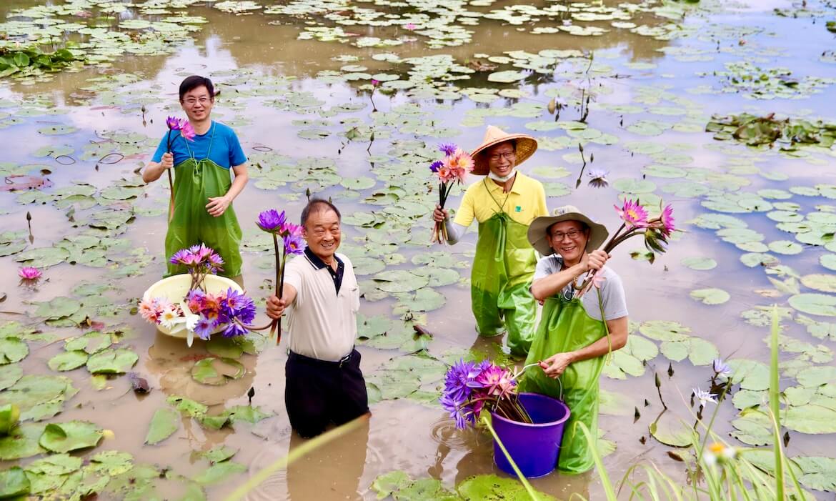 換上青蛙裝來採蓮，和新北三芝「阿石伯睡蓮花田」一起守護台北赤蛙