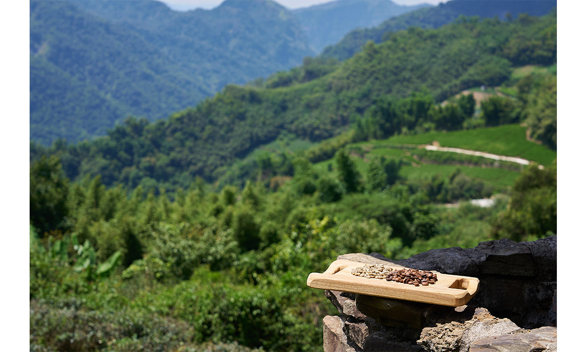 茶or咖啡？高山滋養出的韻味
