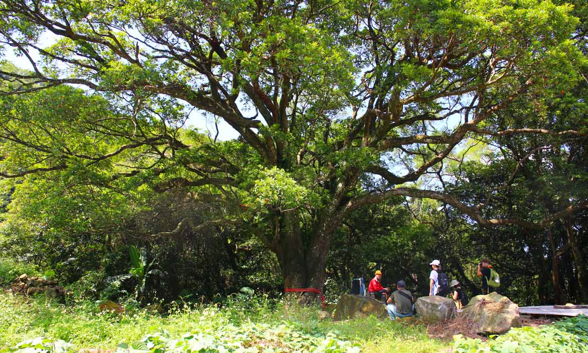 深坑茶山古道人情味滿載，進入田園生活的時光隧道，訪土角厝農家