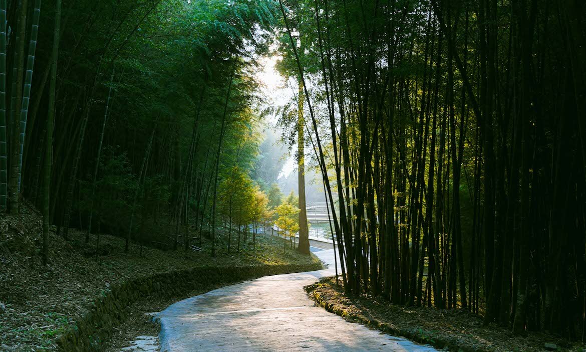 到雲林古坑草嶺石壁社區聽竹濤，走進大片竹林海包圍的療癒基地