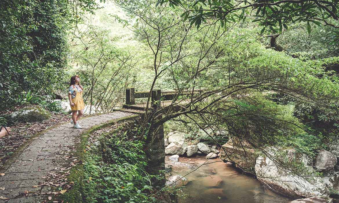 台北陽明山森林系「坪頂古圳步道」，穿越陽光篩落的竹林小徑，遇見清幽潺潺溪流