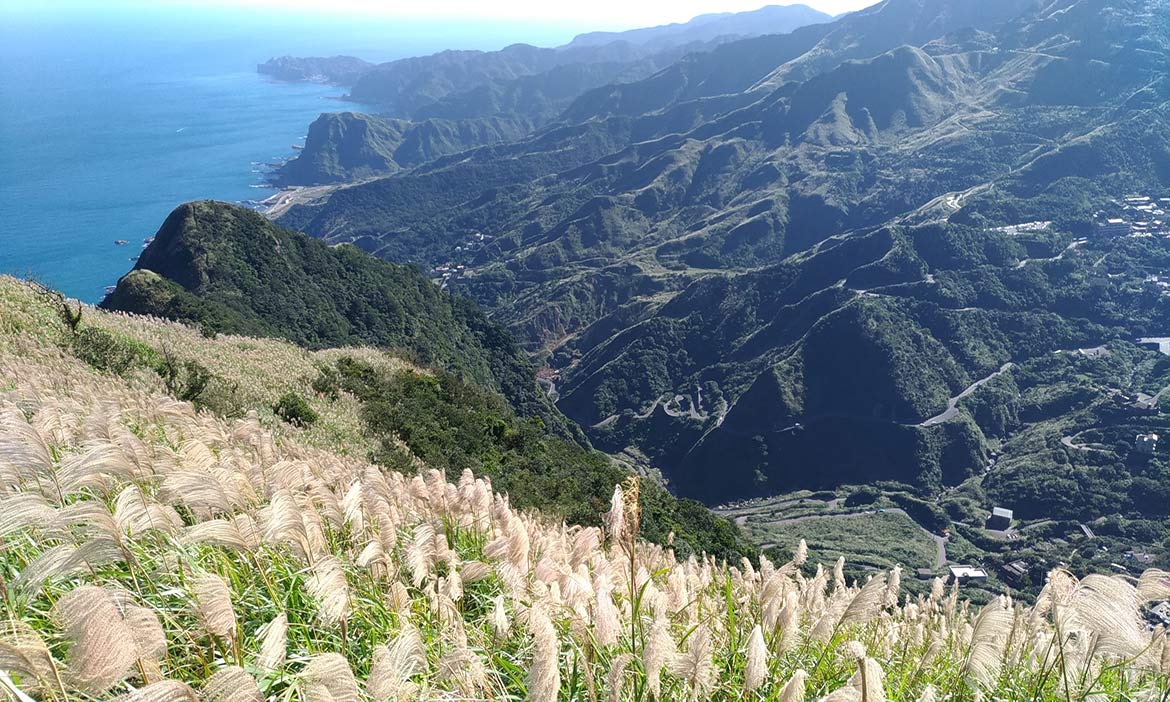 瑞芳秋日限定美景｜九份山城賞芒景點步道，山色海景中賞隨風婆娑的銀白