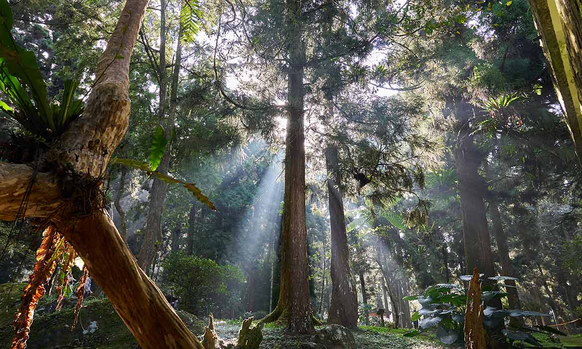 南投森林療育 探生物多樣性、覽木業風華