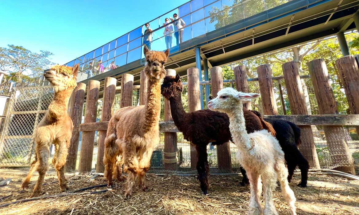 高雄壽山動物園試營運 線上預約訂票、開放時間、交通、園區空間亮點懶人包