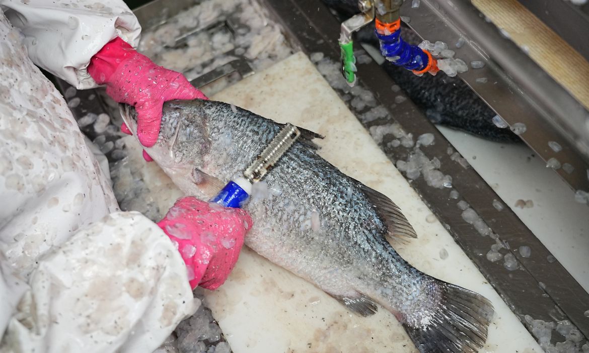 有食魚文化的支撐  吃魚才有滋味