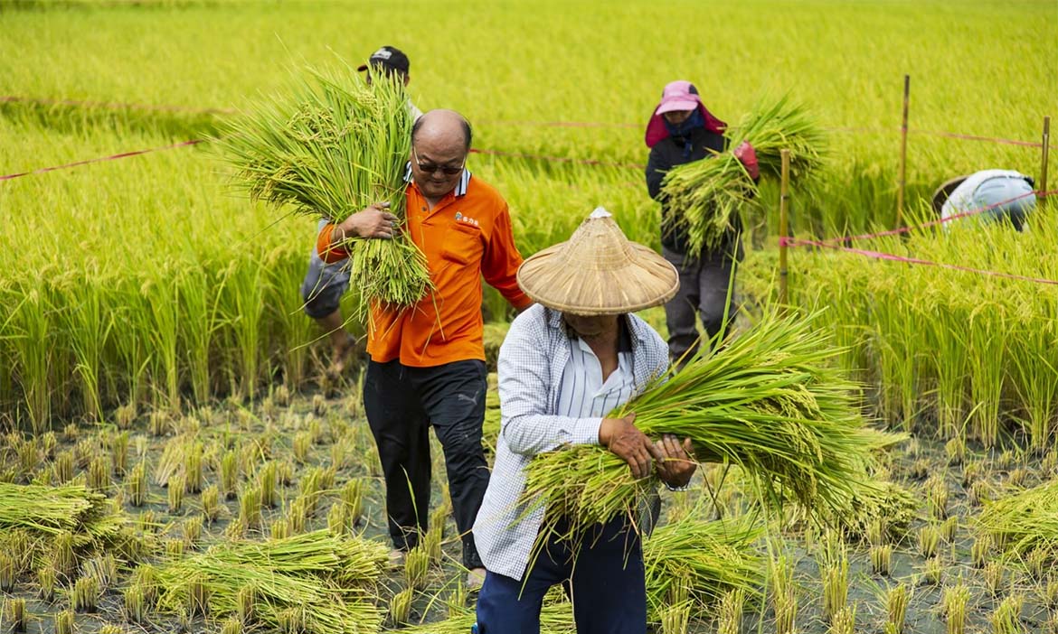 稻米高品質如何維持？揭開池上冠軍米團隊的秘密，攜手地方讓農民走路有風