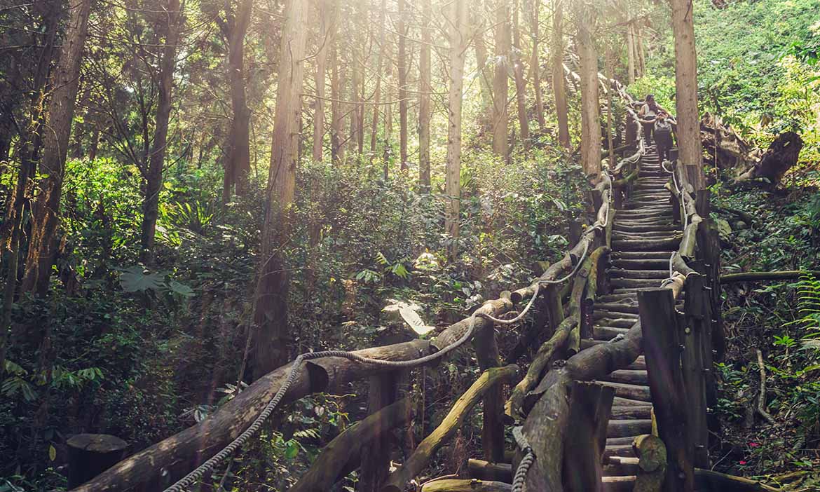 台中大坑景點一日遊｜登山林步道、享竹筍料理，探訪日式湖畔落羽松祕境