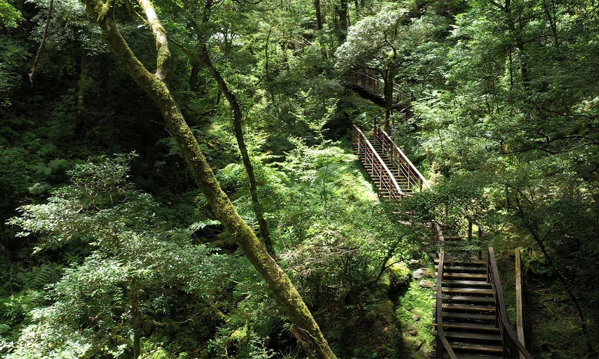 拉拉山國家森林遊樂區嶄新開園！徜徉雲霧中的巨木森林，聽在地導覽員說生態故事