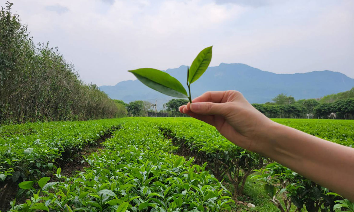 用紅烏龍品牌創生台東鹿野，喝一口茶聽一段在地故事