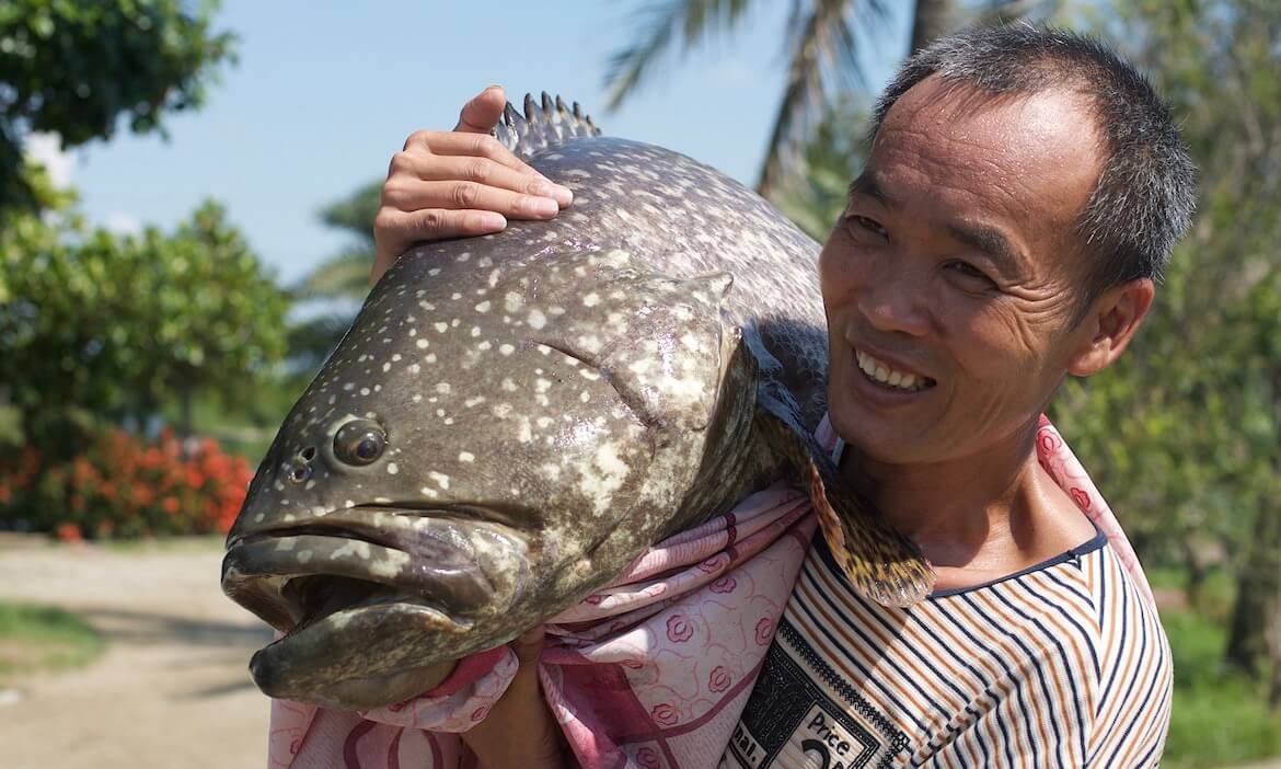 台灣石斑世界第一？拜訪養殖現場，一探石斑魚的美味祕訣和青年漁民的品牌新路