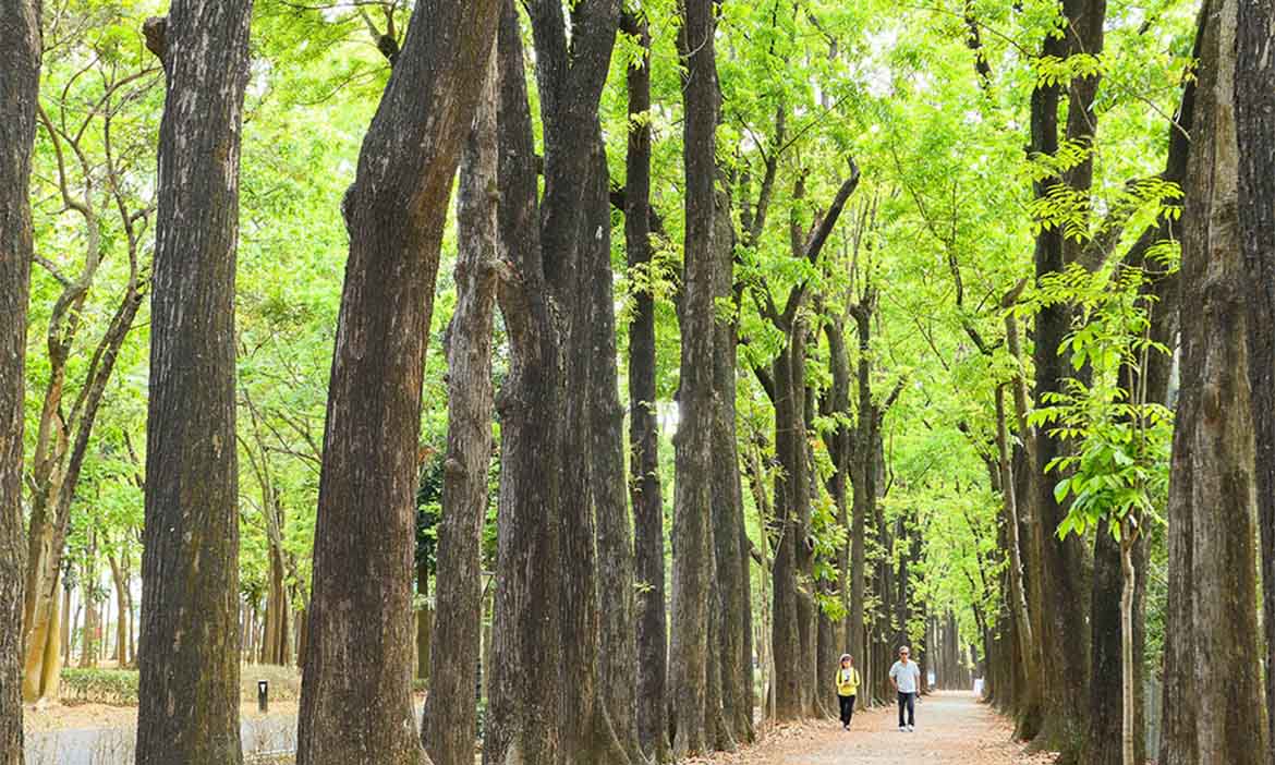 高雄六龜景點一日遊｜沿荖濃溪訪山城，嚐胡椒風味餐、新鮮蓮霧，漫步森林公園感受綠意氛圍