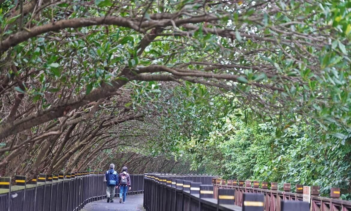 穿越新北水岸生態步道，八里挖子尾自然保留區，收藏紅樹林與淡水河畔的夕陽風景