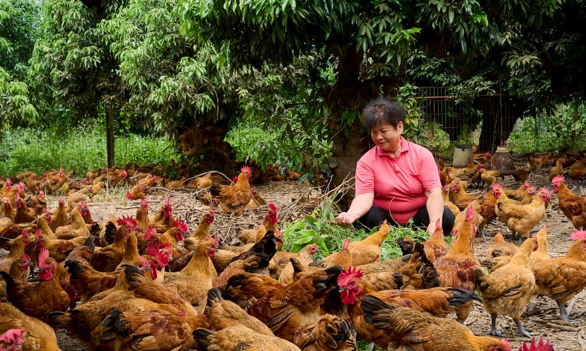 挖掘最難忘的臺灣家鄉味：雞與豬的特色美食尋味之旅