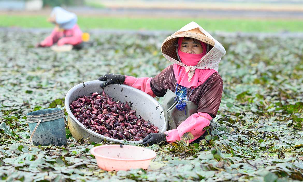台南官田菱角產地直擊，「採紅菱」其實不浪漫，老饕吃法不藏私分享