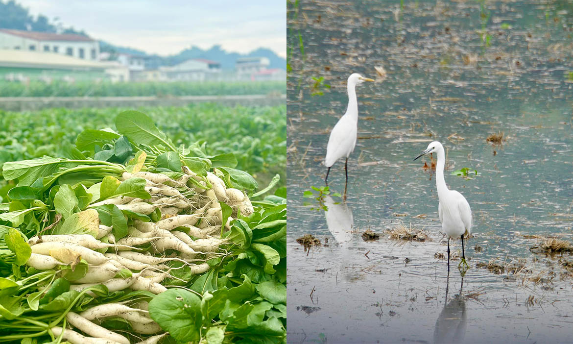 漫遊高雄美濃田園風光，在地人帶路看白玉蘿蔔，一嚐美濃粄條好味關鍵