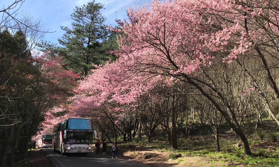 搭公車到台中武陵農場櫻花季，盡享山中紅粉佳人美景，賞櫻專車購票與交通管制資訊