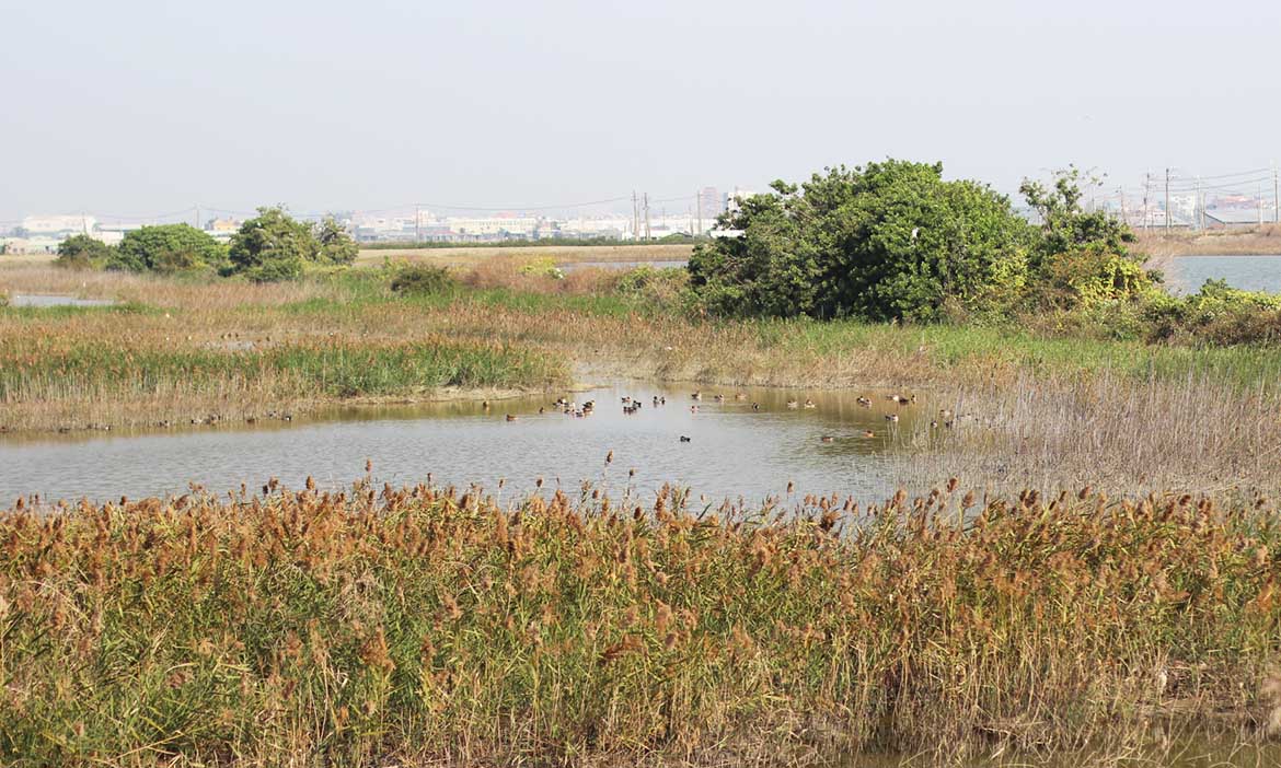 高雄茄萣私房小旅行｜濕地賞鳥嚐白香餅、體驗藥籤文化，感受緩慢靜謐的海與邊界