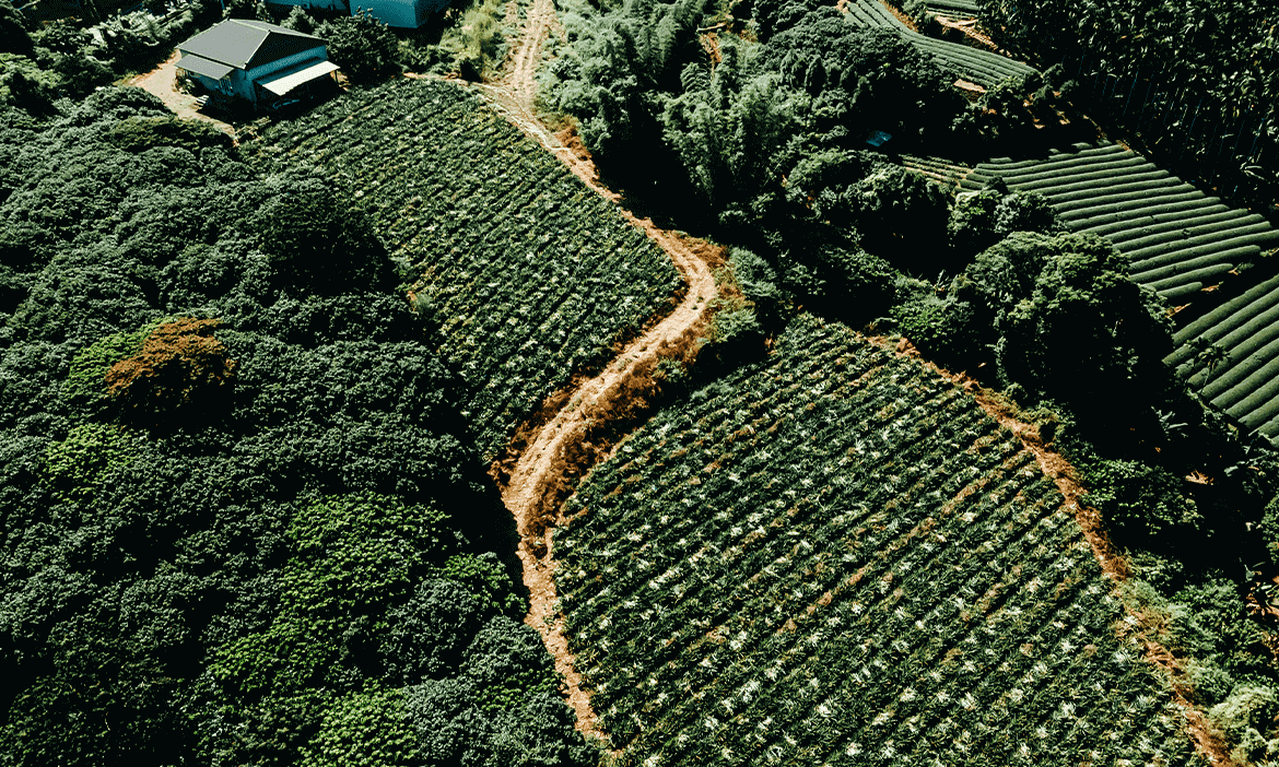 喝一杯世界級的鳳梨冰茶，「六月旺來」攜手在地，南投八卦山的金黃榮景越來越旺
