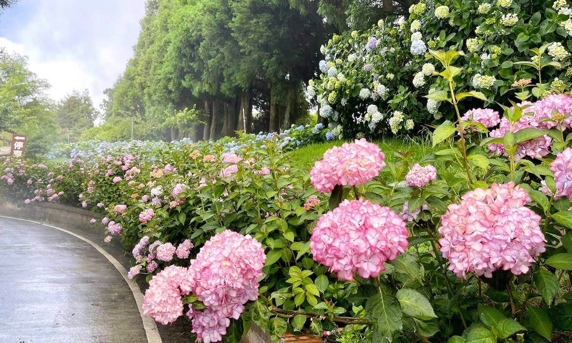 2025繡球花季｜精選全台10+繡球花景點推薦，享受繽紛花牆、花海及梯田
